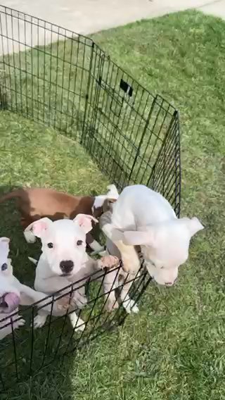 Boy Puppies in Cleveland, Ohio