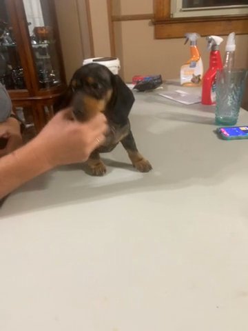 AKC Male Dapple Dachshund in Bristol, Tennessee