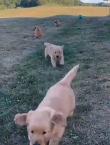 Adorable Golden Retriever Puppies Available For Good Homes At Affordable Prices. in New York City, New York