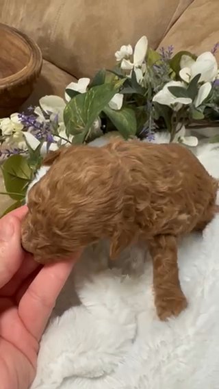 Toy Poodle Male in Graham, North Carolina