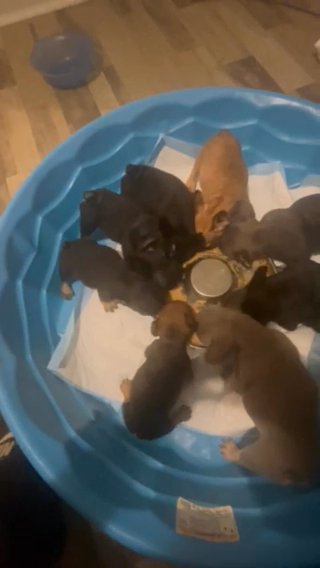 French Bulldog Puppies 1000.00 Pet in Grand Rapids, Michigan