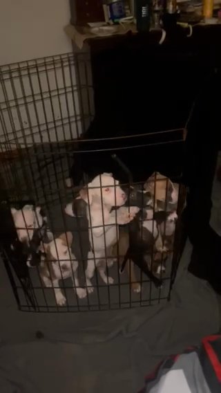 American Staffordshire Terriers Looking For Their Forever Homr! in Stonecrest, Georgia