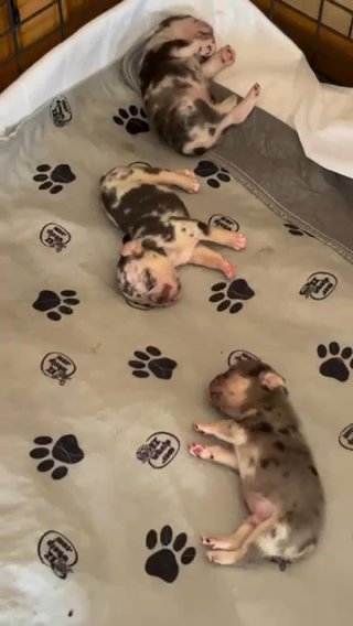 Big Rope pups Available in Chicago, Illinois
