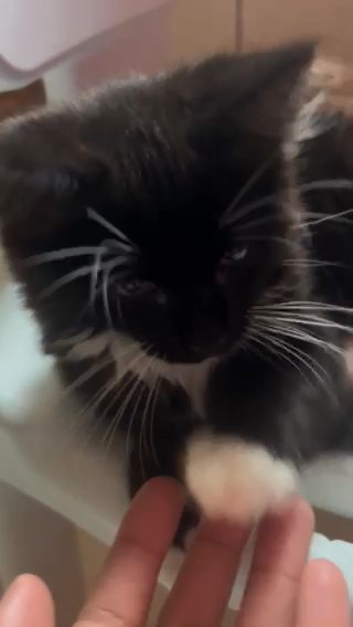 maine coon mix with calico in Brooklyn, New York