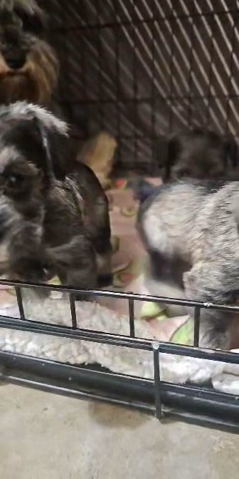 Miniature Schnauzer Puppies All Female in Englewood, Colorado
