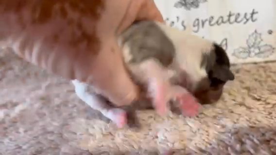 Sold Blue Merle Male Shorty Jack Russell in Paducah, Kentucky