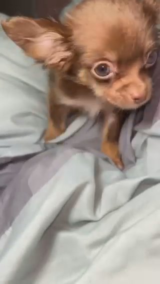 Long haired chocolate chihuahua Boy Puppy in Charlotte, North Carolina