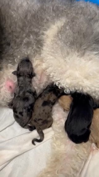 F1 Labradoodles in Searcy, Arkansas