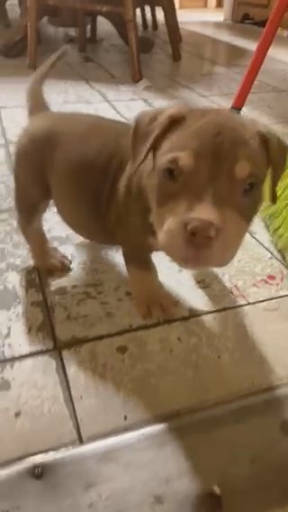 Pocket Bully in Dallas, Texas