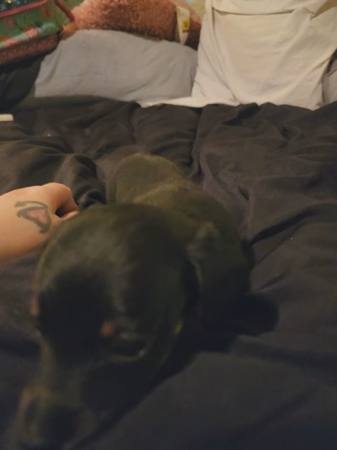 Black and Tan dachshund in Beckley, West Virginia