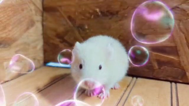 Cream Color IHANA, CHA Ethical Syrian Hamsters in Washington, District of Columbia