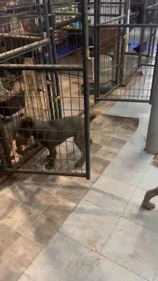 Cane Corso in Atlanta, Georgia