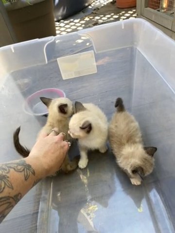 Siamese Kittens in Westfield, Massachusetts