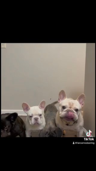 Cane Corso Pups in Atlanta, Georgia