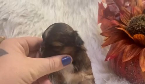 Shih Tzu in Olympia, Washington