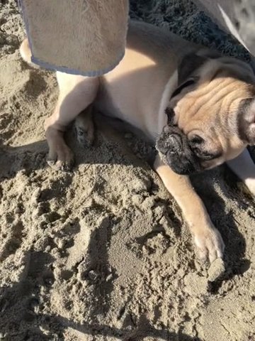3 Month Pug in Los Angeles, California