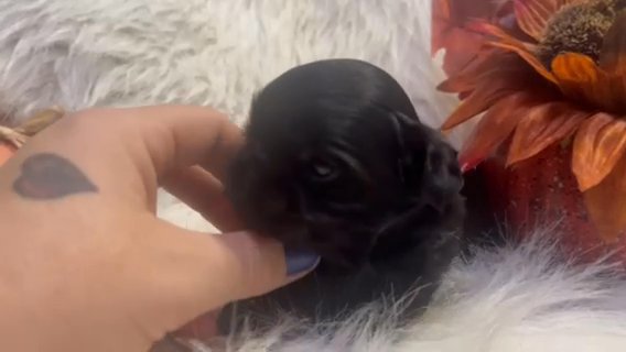 Male Shih Tzu in Olympia, Washington