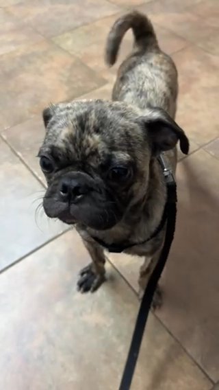 Pug in Bakersfield, California