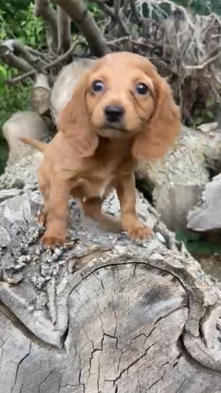 AKC Longhaired Red Miniature Dachshund in Macomb, Illinois