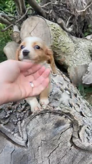 AKC Cream & White Piebald Miniature Dachshund in Macomb, Illinois