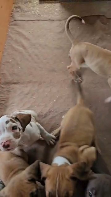 CKC Great Dane puppies...ready soon!!! in Tiffin, Ohio