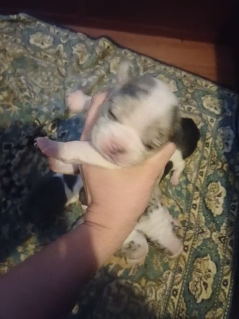 Blue Merle Boston Terrier in Anniston, Alabama