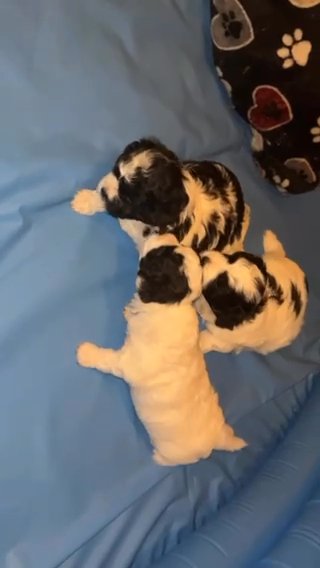Teddy Bear Puppies in Rockville Centre, New York