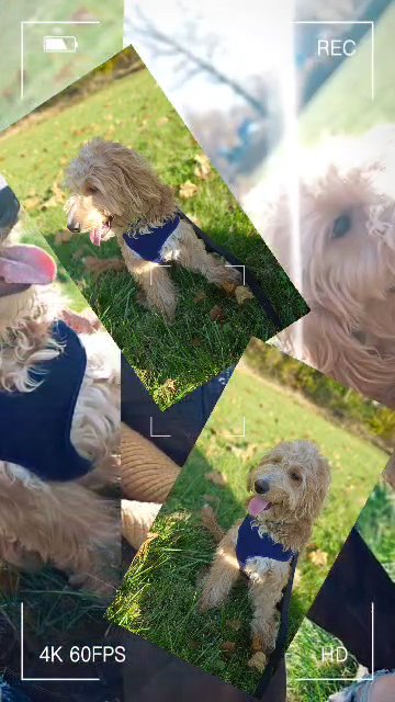 Teddy ? in Owings Mills, Maryland