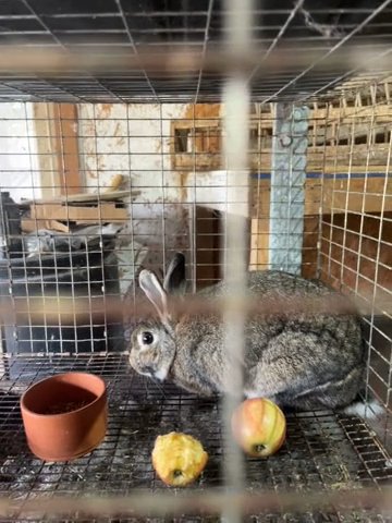 4 Bunnies For Sale in South Hadley, Massachusetts