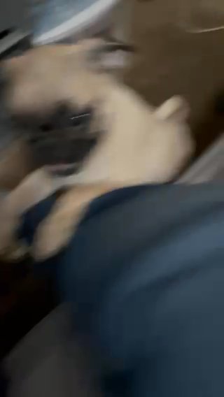3 Month Old Pug in Los Angeles, California