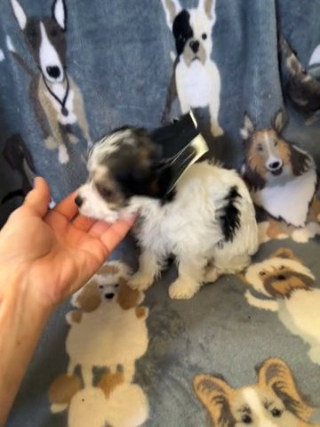 Male Parti Yorkie in Bristol, Virginia