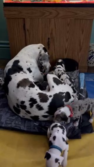 Daisy And Hugh Heffners Puppies in Peoria, Illinois