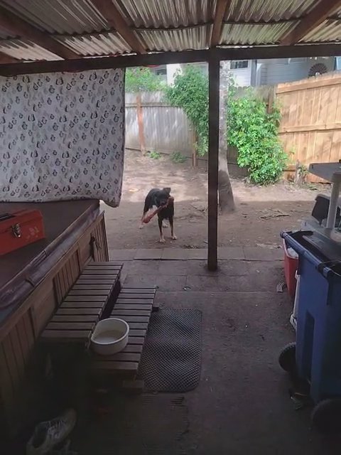 Puppy in Vancouver, Washington