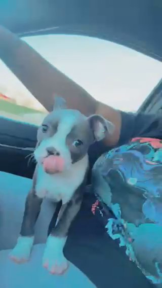 Boston Terrier in Detroit, Michigan