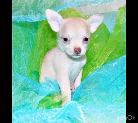 Meet Paco: A Petite Fawn Merle with Irresistible Charm and Unique Markings in Orlando, Florida