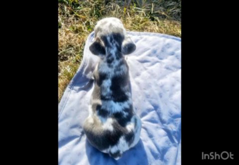 Stunning Mini Merle French Bulldog Lilac: A Rainbow of Colors in One Petite Pup! in Orlando, Florida