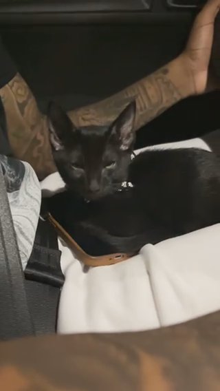 Zeus/ Cat in Washington, District of Columbia