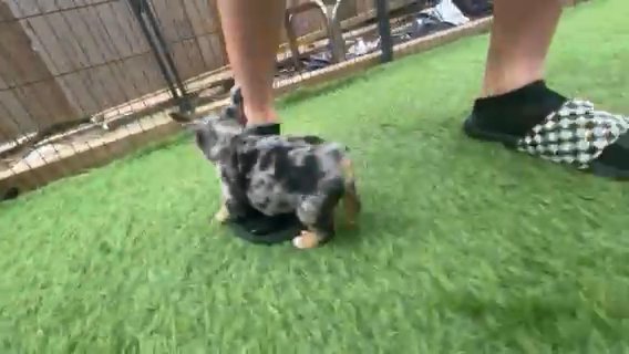 (pending) Black & Tan Merle French Bulldog Puppy  (Fluffy Carrier) in Houston, Texas