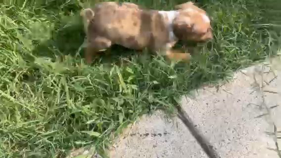 Sold Shorty Jack Male Broken Coated in Paducah, Kentucky