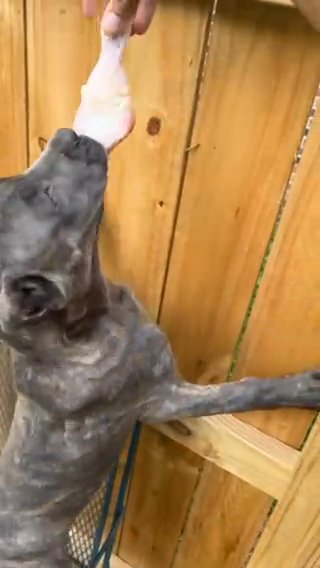 Cane Corso Puppy in Lexington-Fayette, Kentucky