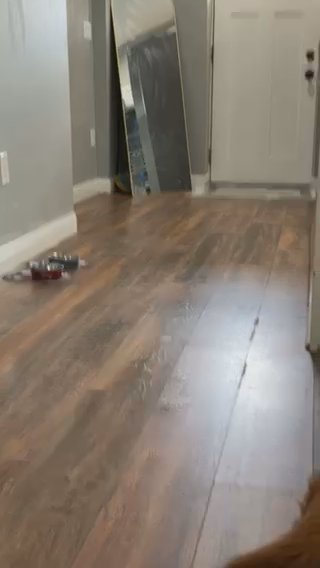 Perfect Shar-pei Stud ? in Columbus, Ohio