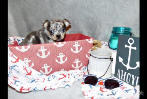 Talula: Blue & Tan Merle Beauty Ready to Steal Hearts! in Orlando, Florida