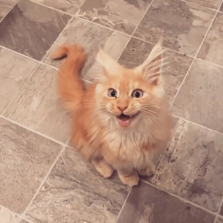 Maincoon kitten ? available in Alpine, Utah