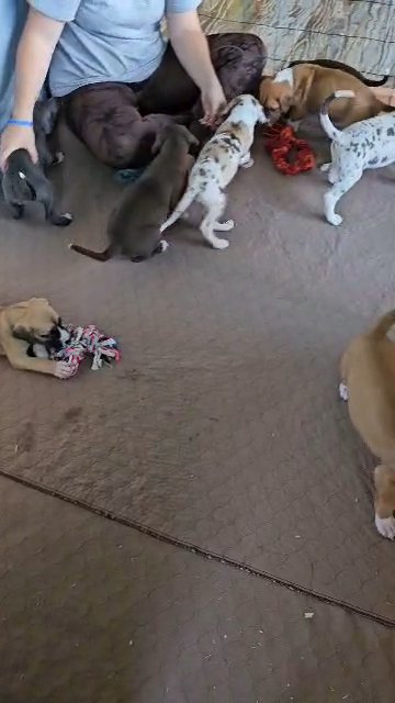 Great Dane- Fawn Mismarked Mantle in Tiffin, Ohio