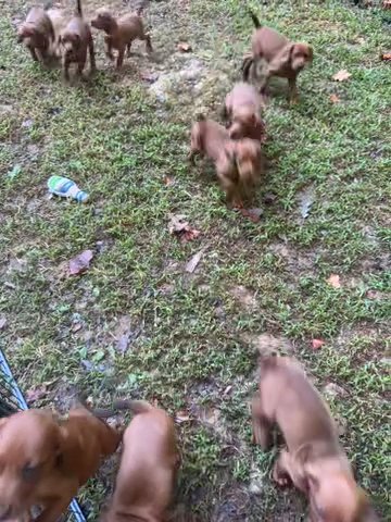 UKC Redbone Puppies ELLIJAY GA in Dalton, Georgia