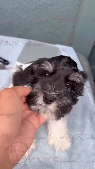 Mini Schnauzer in Orange, California