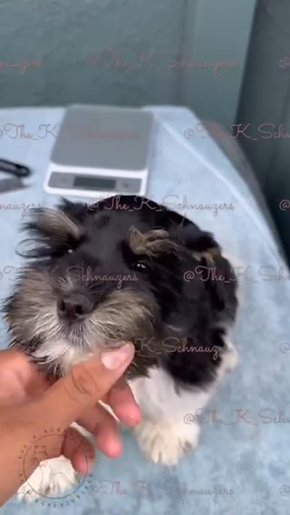 Mini Schnauzer in Orange, California