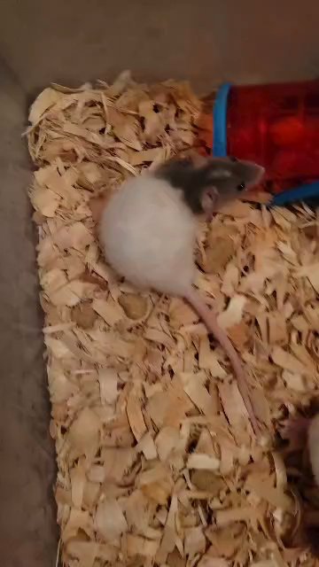 Dwarf Rats in Palm Harbor, Florida