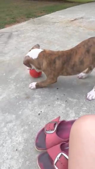 American Bulldog Puppy in McDonough, Georgia