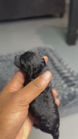 Toy Poodle Female (Raisin Bran) in Dallas, Texas